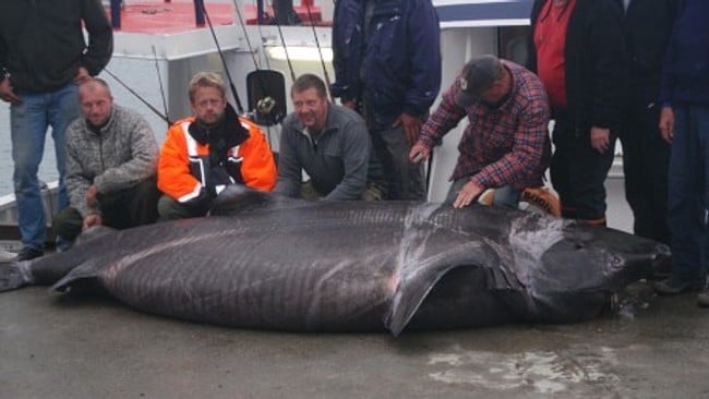 Håkjerring på 880 kilo (Foto: Jan Erik Skarholm)