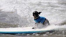 Surfende hund (Foto: GABRIEL BOUYS/AFP)