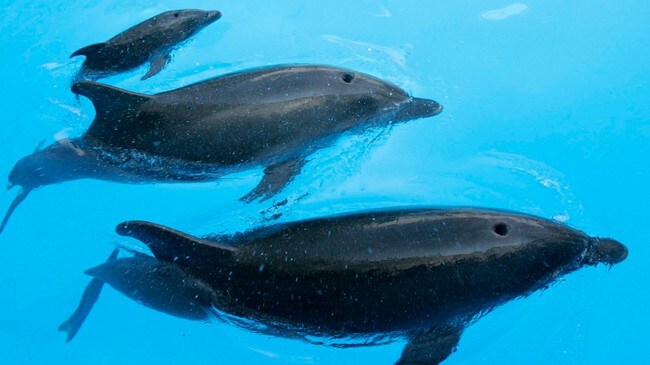 Mamma-delfin, pappa-delfin og baby-delfin (Foto: GLEB GARANICH/REUTERS) Mamma-delfin, pappa-delfin og baby-delfin (Foto: GLEB GARANICH/REUTERS)