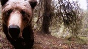 Blinkskudd i rovdyrenes rike - Fra ut i naturen: Naturlig helaften. bilder fra viltkamera