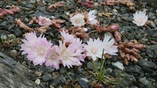 Lewisia rediviva  (Foto: Ann-Eli Nøsen/NRK)