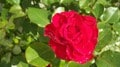 Regnvåt rose (Foto: Inger Baukhol, Sør-Fron)