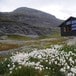 Myrullen vaier i vinden foran Holmavatnhytta