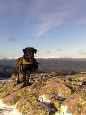 Hund på fjelltur (Foto: Martin Thoresen) Hund på fjelltur (Foto: Martin Thoresen)