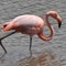 En flamingo står ute i havet.