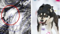 Værkart og hundeløp (Foto: met.no/NRK)