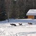 Hundekjøring på Sæteren Gård