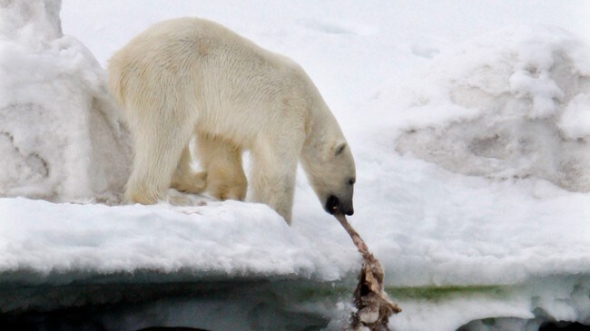 En isbjørn på Svalbard. (Foto: Larsen, Håkon Mosvold/SCANPIX)