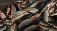Sildesnurper leverte 800 tonn sild i Bodø i går (Foto: Leif Inge Larssen/NRK) Sildesnurper leverte 800 tonn sild i Bodø i går (Foto: Leif Inge Larssen/NRK)