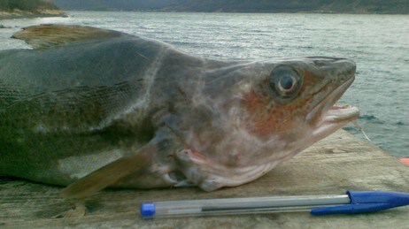 Torsk med unaturlig utvekst i nakken (Foto: Fiskeridirektoratet)