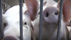 Illustrasjonsbilde: Griser (Foto: NRK:)