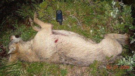 Ulven som ble skutt på Kvamsfjellet. (Foto: Statens Naturoppsyn (SN0))