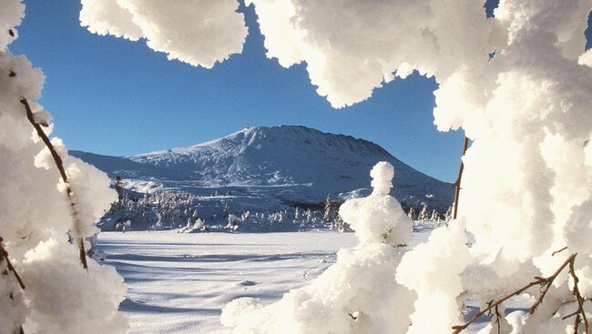 Snøtunge trær (Foto: Holmberg,  Bjørn-Owe/SCANPIX)