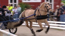 Fjordhest-NM (Foto: Vegar Erstad/NRK)
