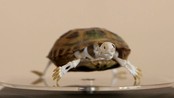 Skjelettkunst - From InfoDispatcher.SingleFileImporter
