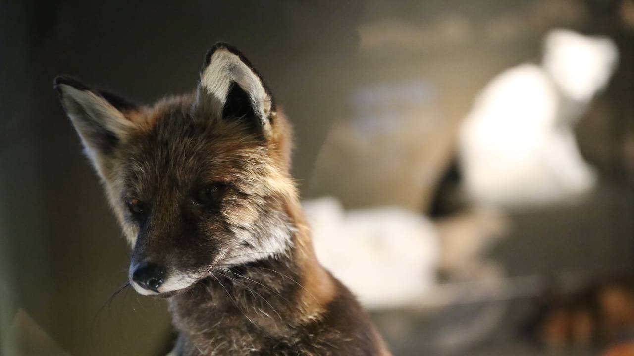 Utstoppa raudrev-unge på Universitetsmuseet i Bergen