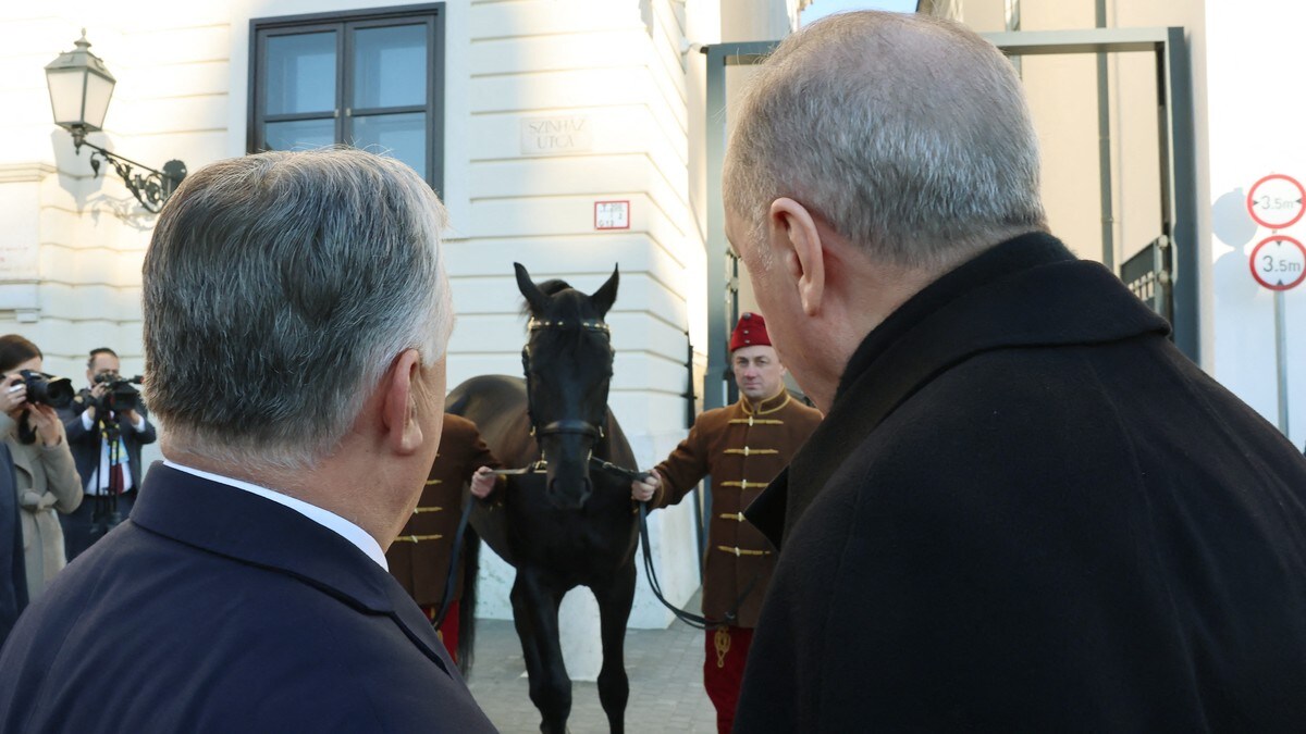 Ungarsk hestehandel