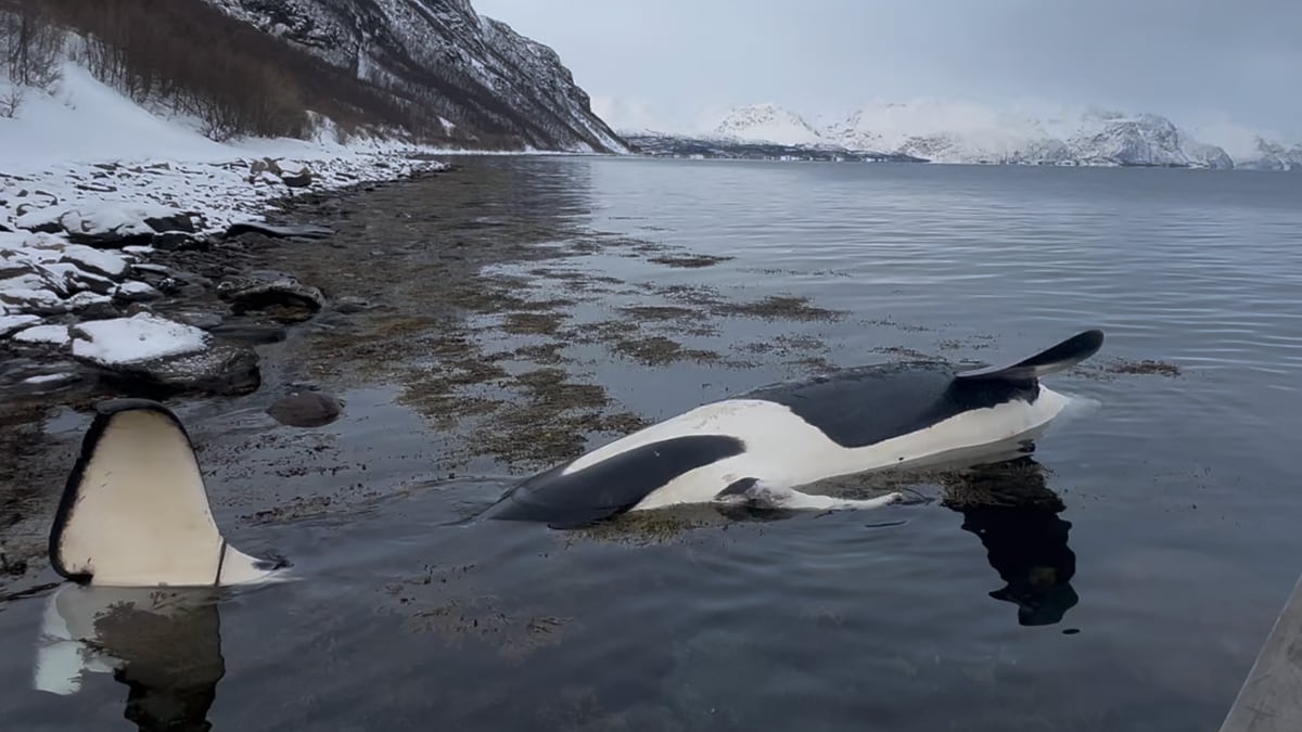 Hvalforsker om unikt funn: Spekkhogger ble drept i kollisjon med båt