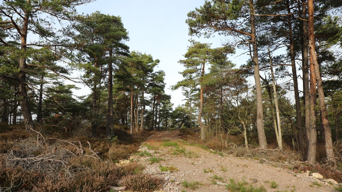 Miljødirektoratet vil skjerpe lovverket for å minske naturtap