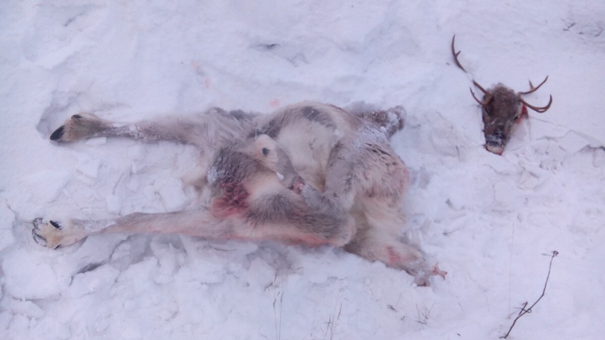 17 nye reinsdyr påkjørt og drept på Nordlandsbanen: – At jeg aldri skal bli hørt