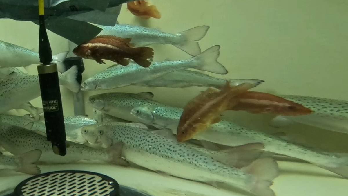 Rensefisk mindre effektive enn venta