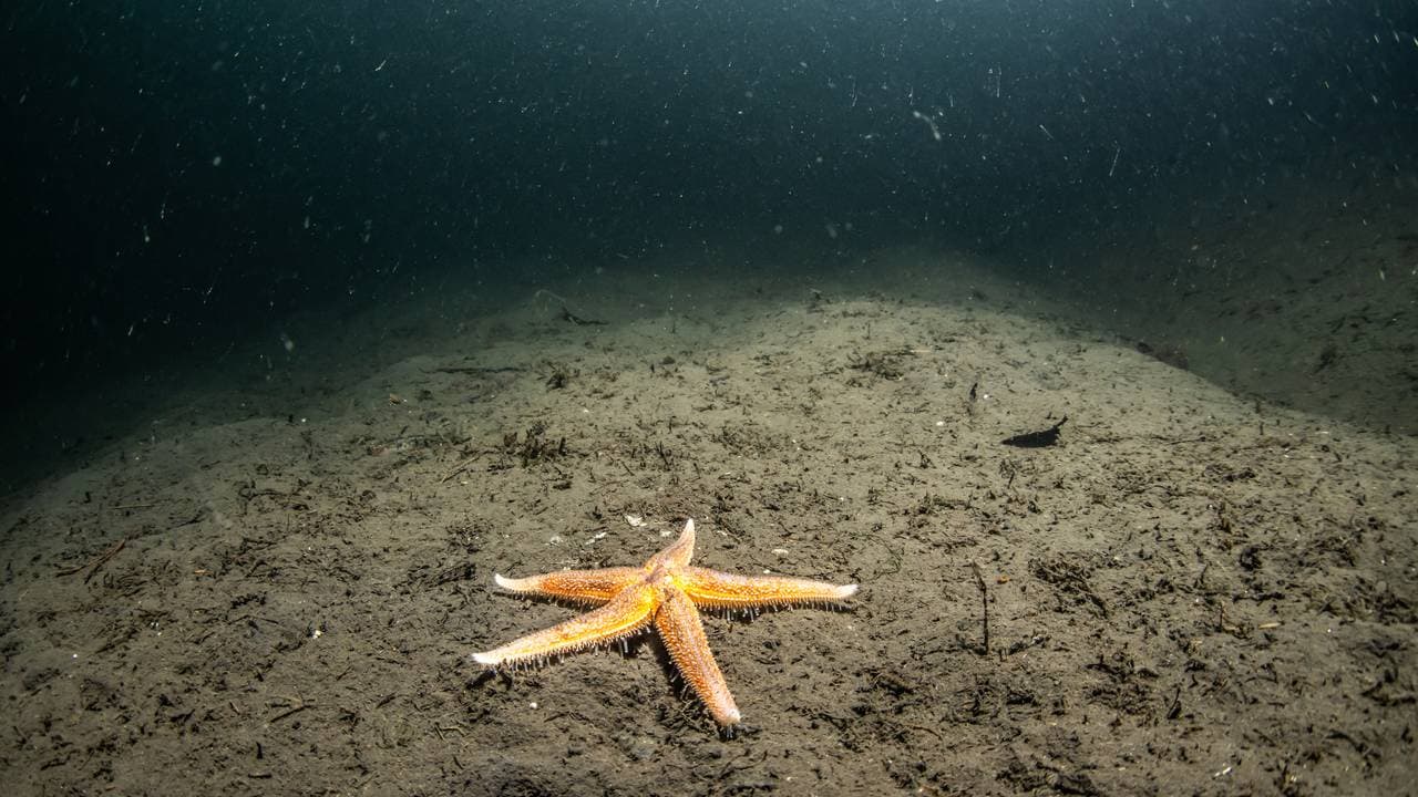 En orange sjøstjerne lyser opp på en brun, partikkelkledd fjordbunn i Jøssingfjorden.