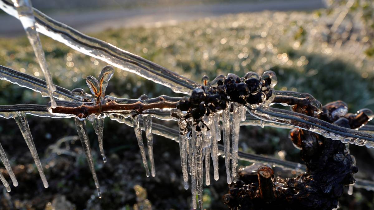 En milliard euro mot frostskader – Siste nytt – NRK