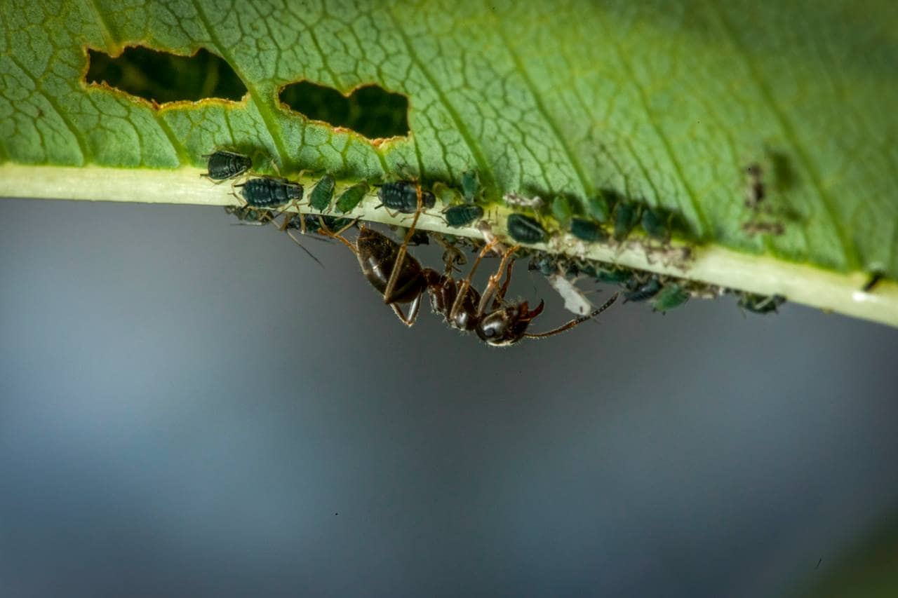 En maur er opp-ned under et blad. Sammen med den er det bittesmå bladlus. Mauren er mye større en bladlusene.