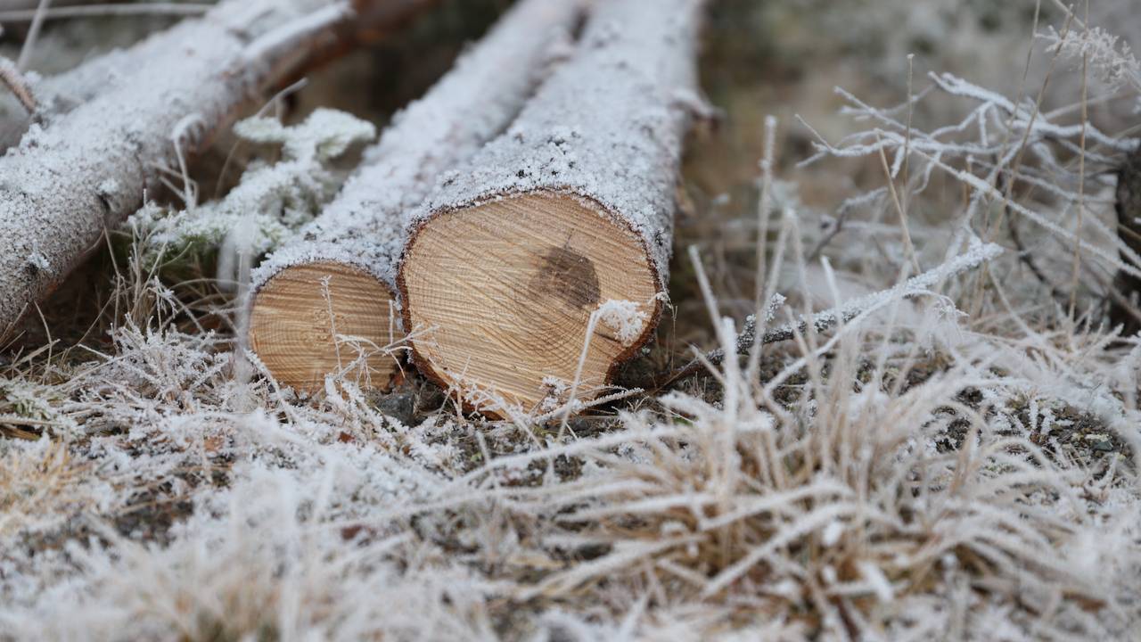 Rotkjuke skog gran