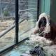 Espen Bierud / NRK Borneoorangutang inne i Dyreparken under stormen Dave