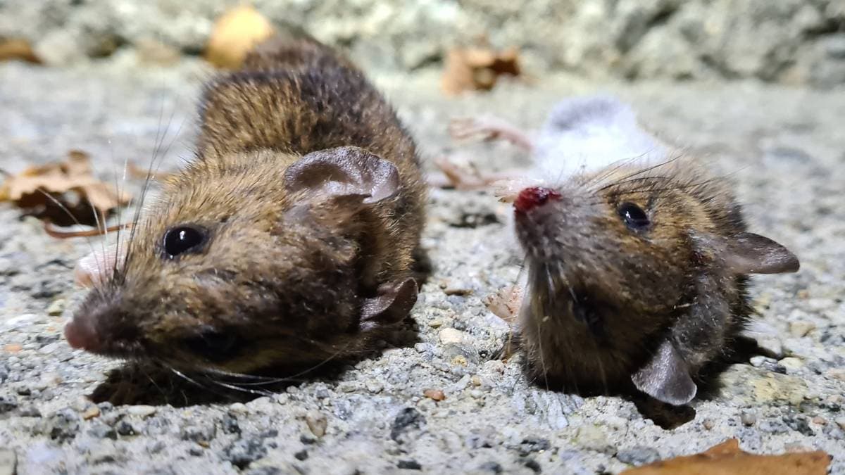 Fleire blir ramma av musepest: Slik kjenner du igjen sjukdommen