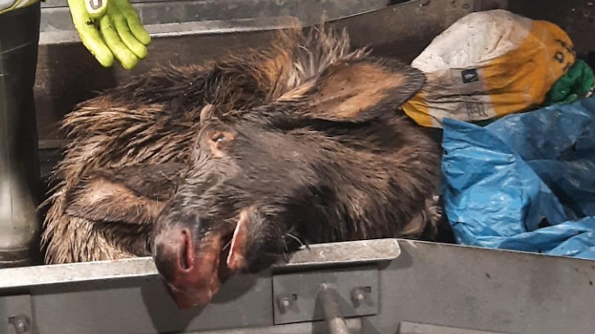 Renovasjonsetaten finner elg i restavfall: Skaper uhygieniske problemer