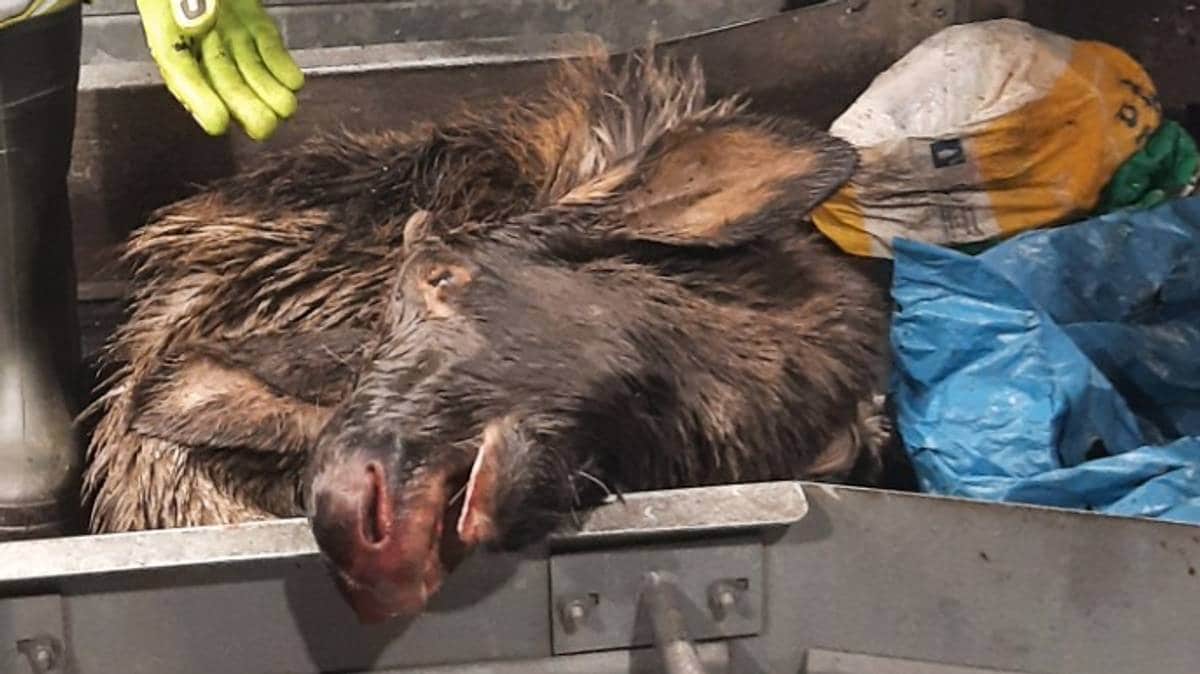 (Stor)vilt funn – skal ikke i søpla