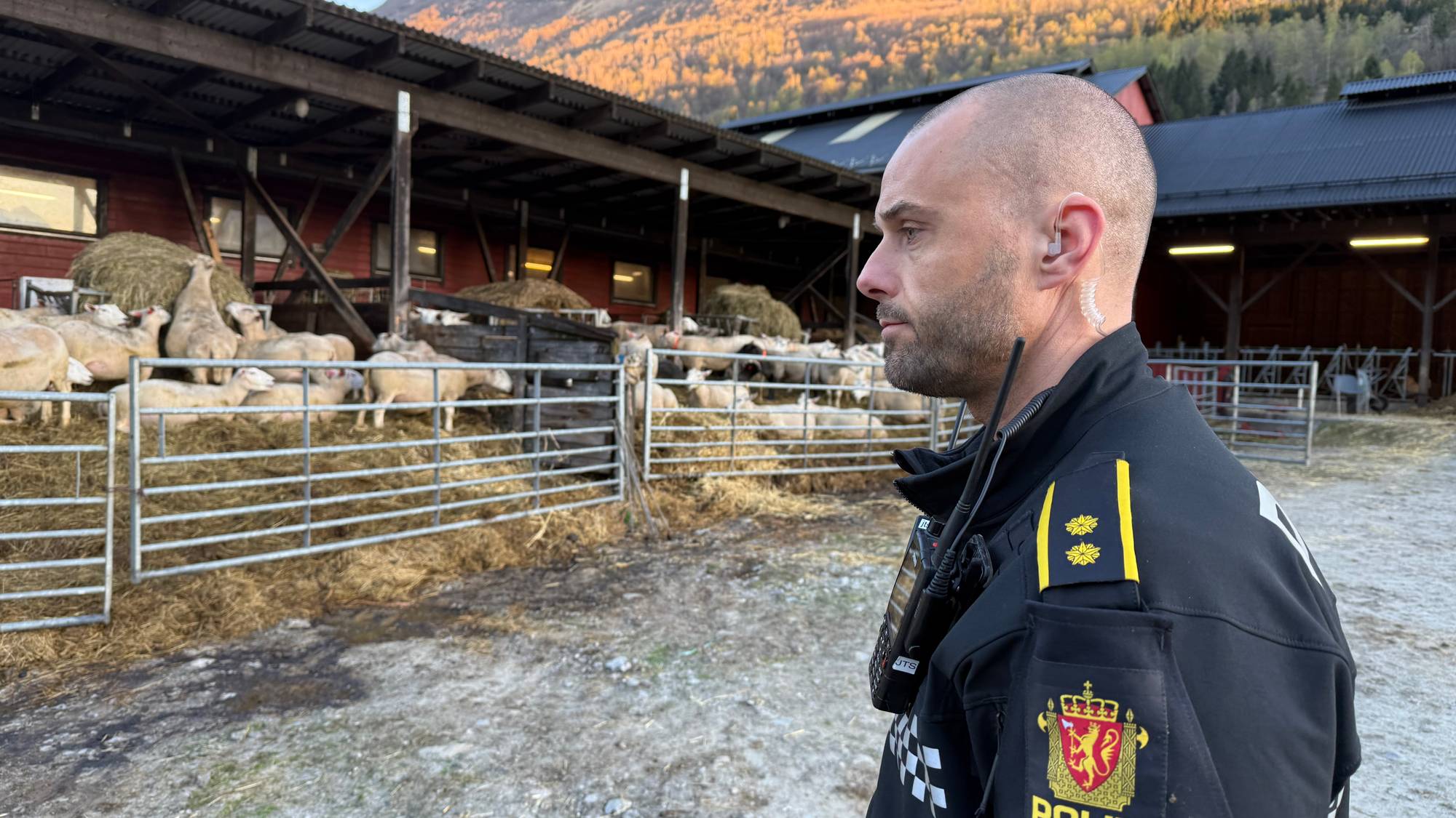 politimann framfor eit sauefjøs 