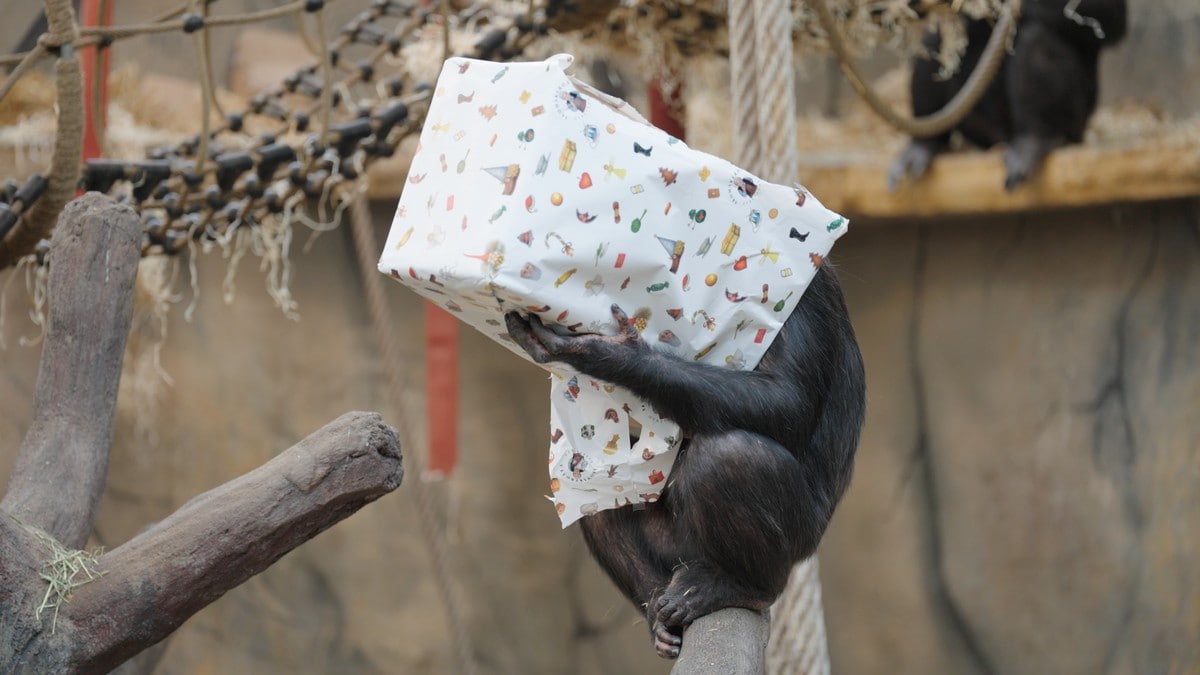 Julius 46 år: Slik feirer Norges mest kjente sjimpanse