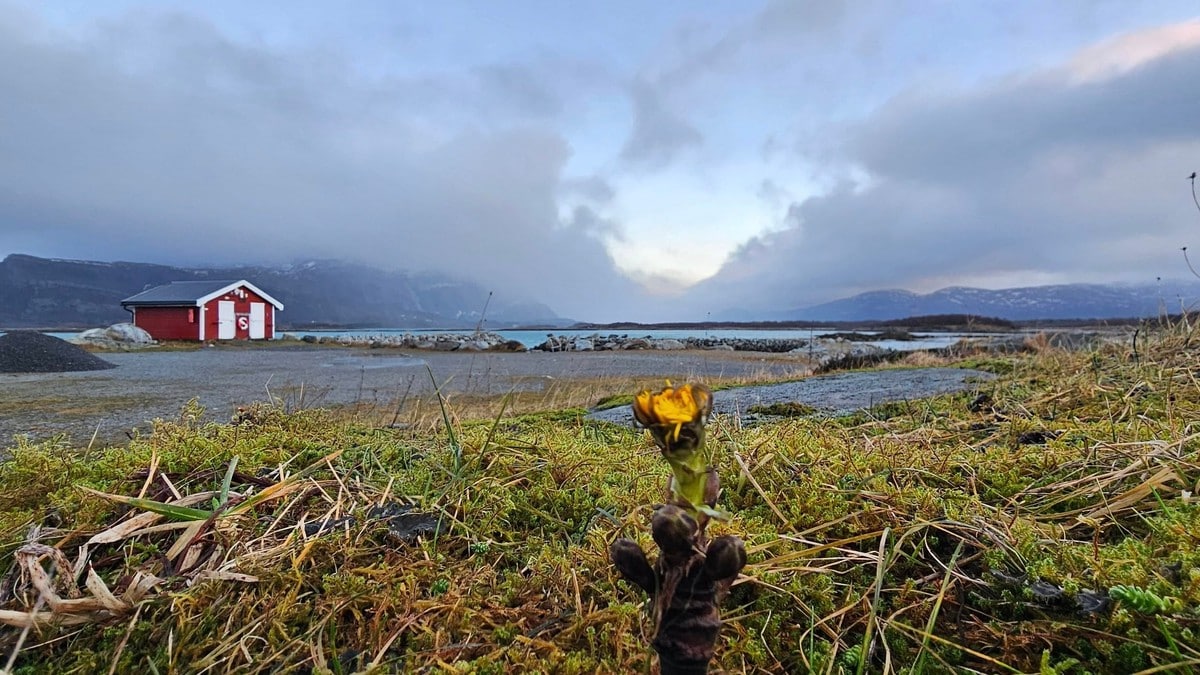 Her blomstrer hestehoven i januar: – Den er nok helt forvirret