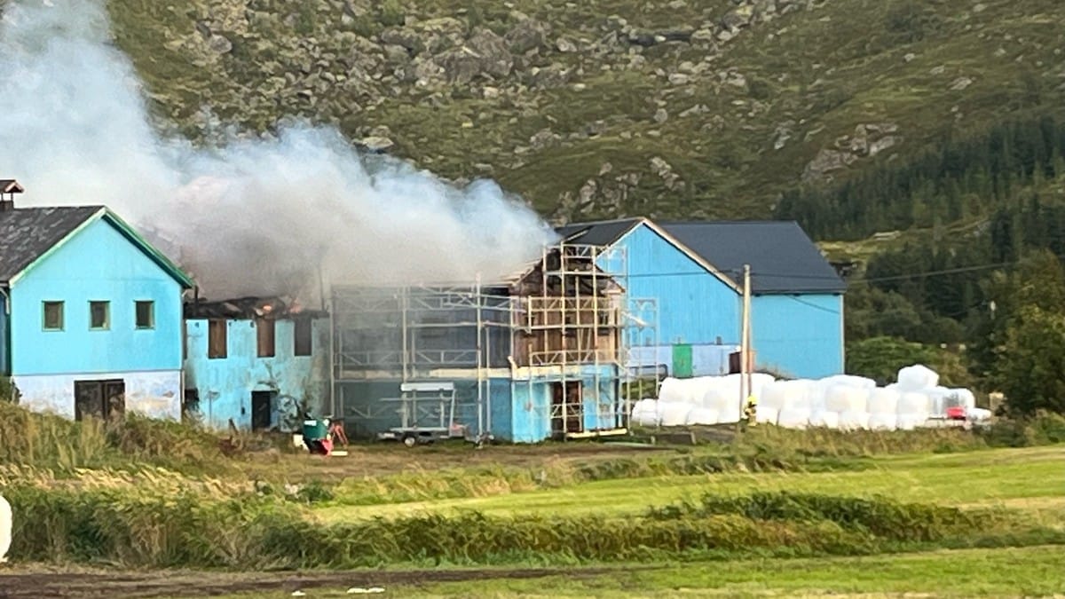 Brann i ku-fjøs i Lofoten – flere kyr ble reddet ut