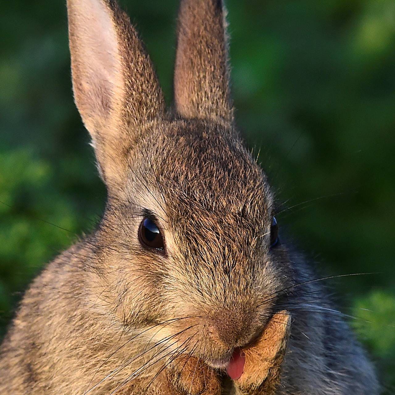 A two week old wild rabbit cleans its paws on the island of Skomer, Pembrokeshire, Wales