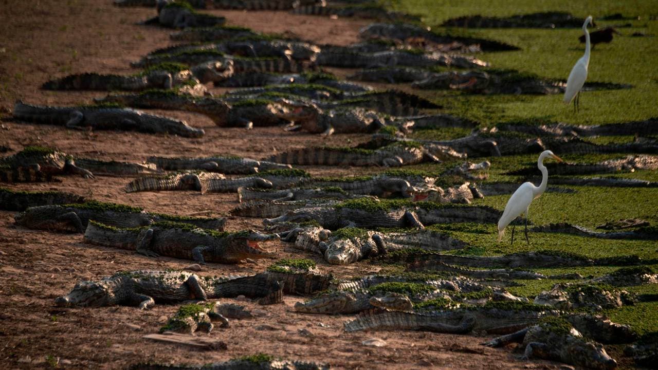 Alligators and birds in the fire-ravaged Pantanal