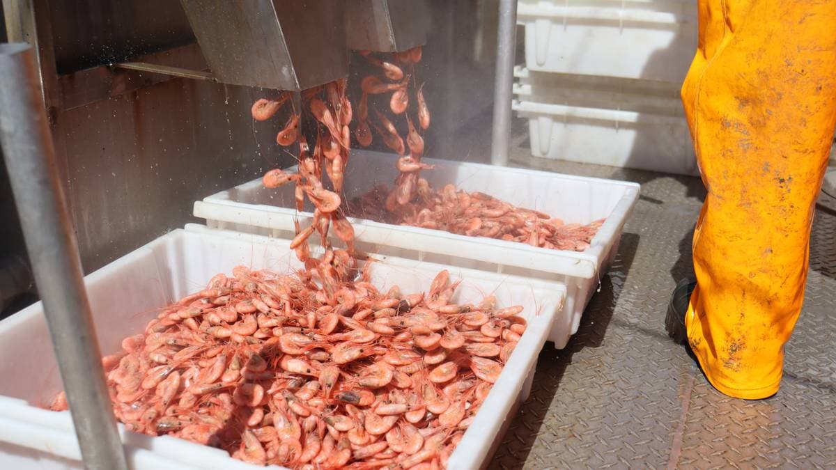 Uvær bremser rekefisket i sør