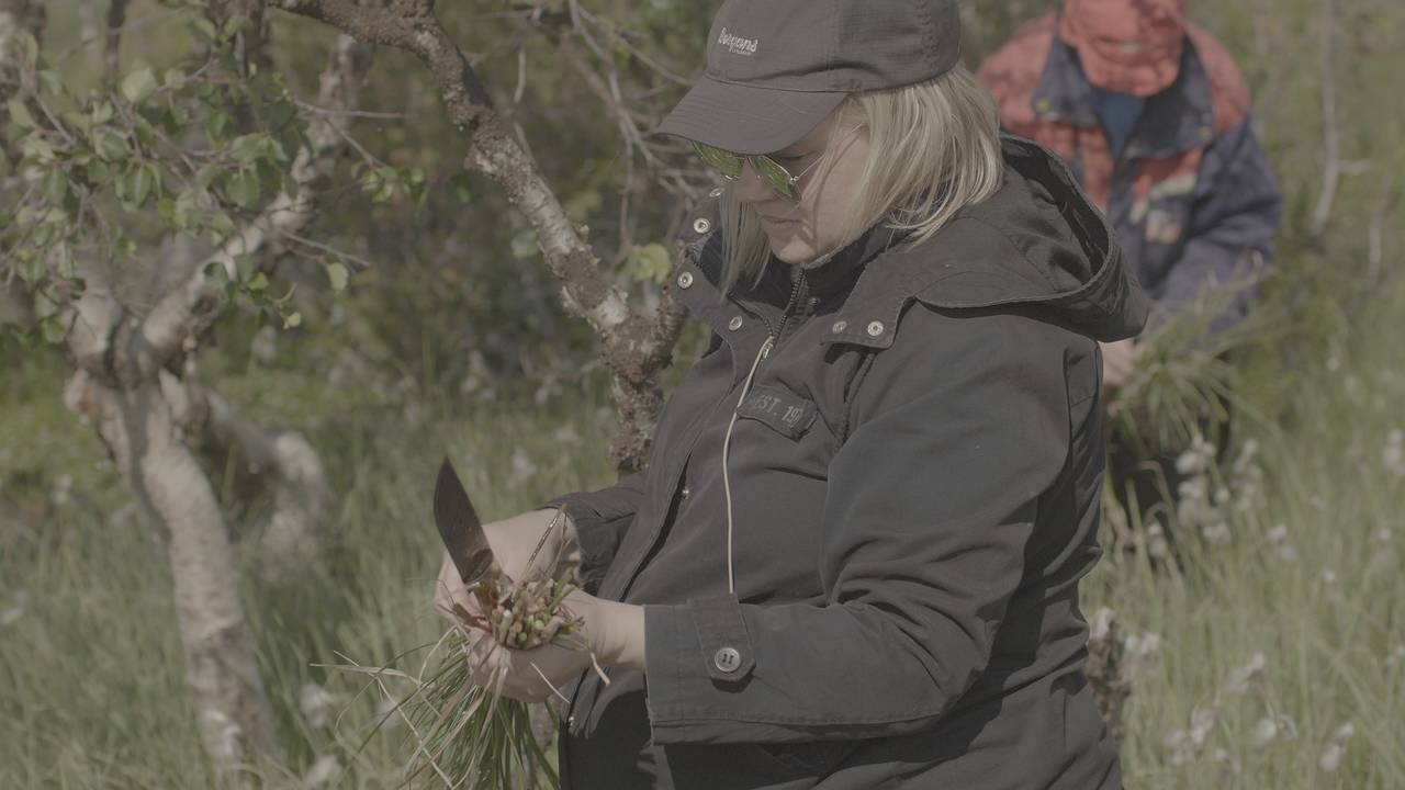 Máret Ánne Sara henter sennagress i myra til kunstverket sitt
