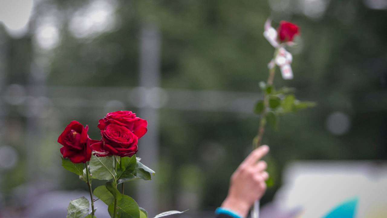 Rose