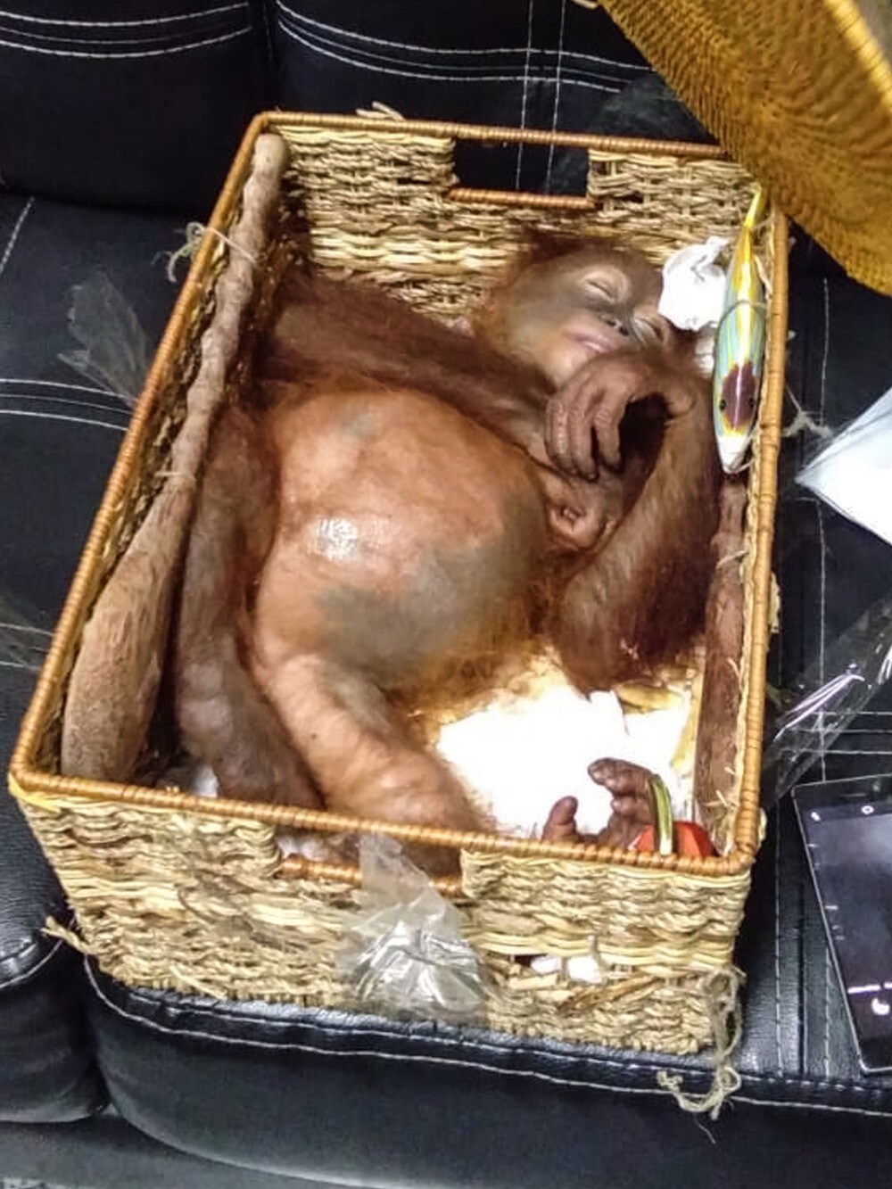 Orangutang dopet ned og forsøkt smuglet ut av Bali