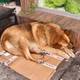 写真:オーセ・マリット・ベフリング/NRK 犬には横になるための段ボールが与えられました。