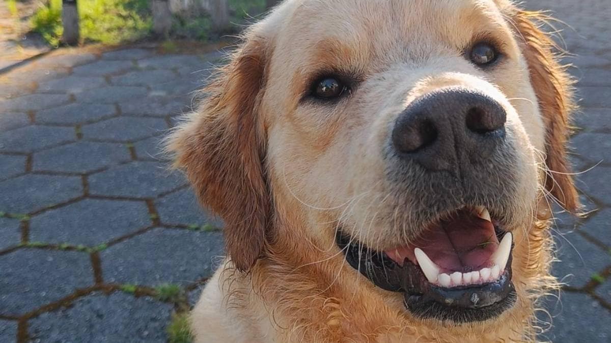 Meiner Max (2) sprang seg i hel etter fyrverkerismell