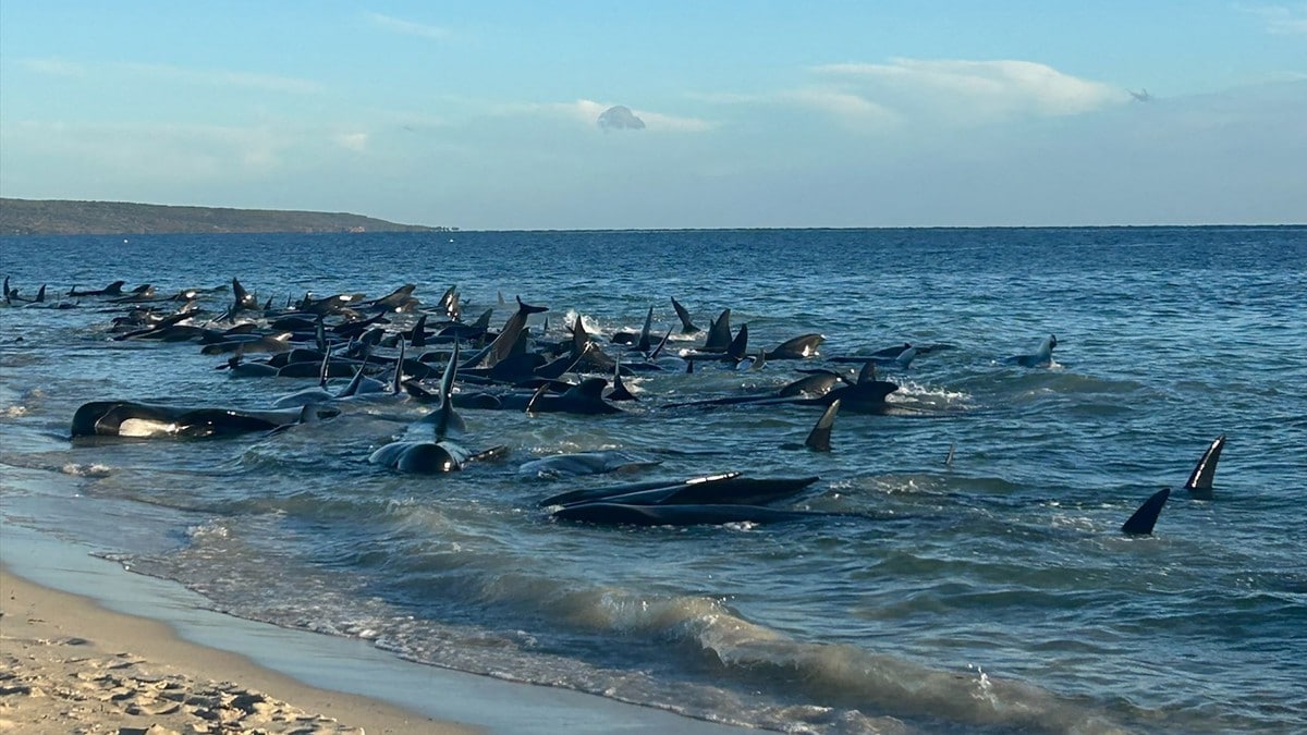 160 grindhvaler strandet – 29 døde
