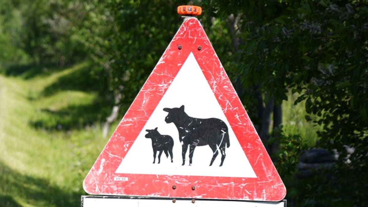 Advarer om mye sau langs E6 i Hamarøy