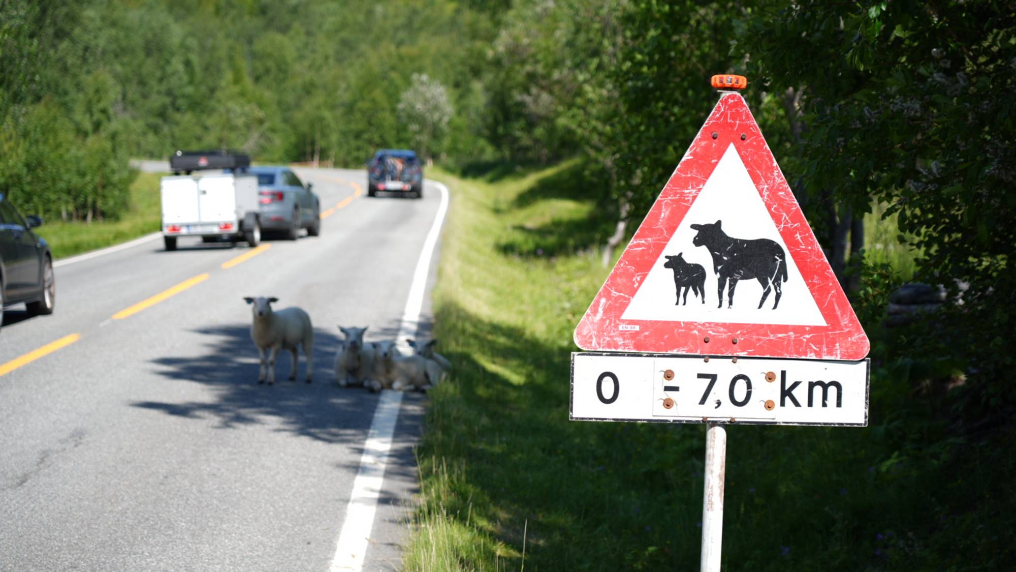 Sauer ved en vei med et trafikkskilt som advarer om dyr i veibanen. (Bildebeskrivelsen er laget av en KI-tjeneste)