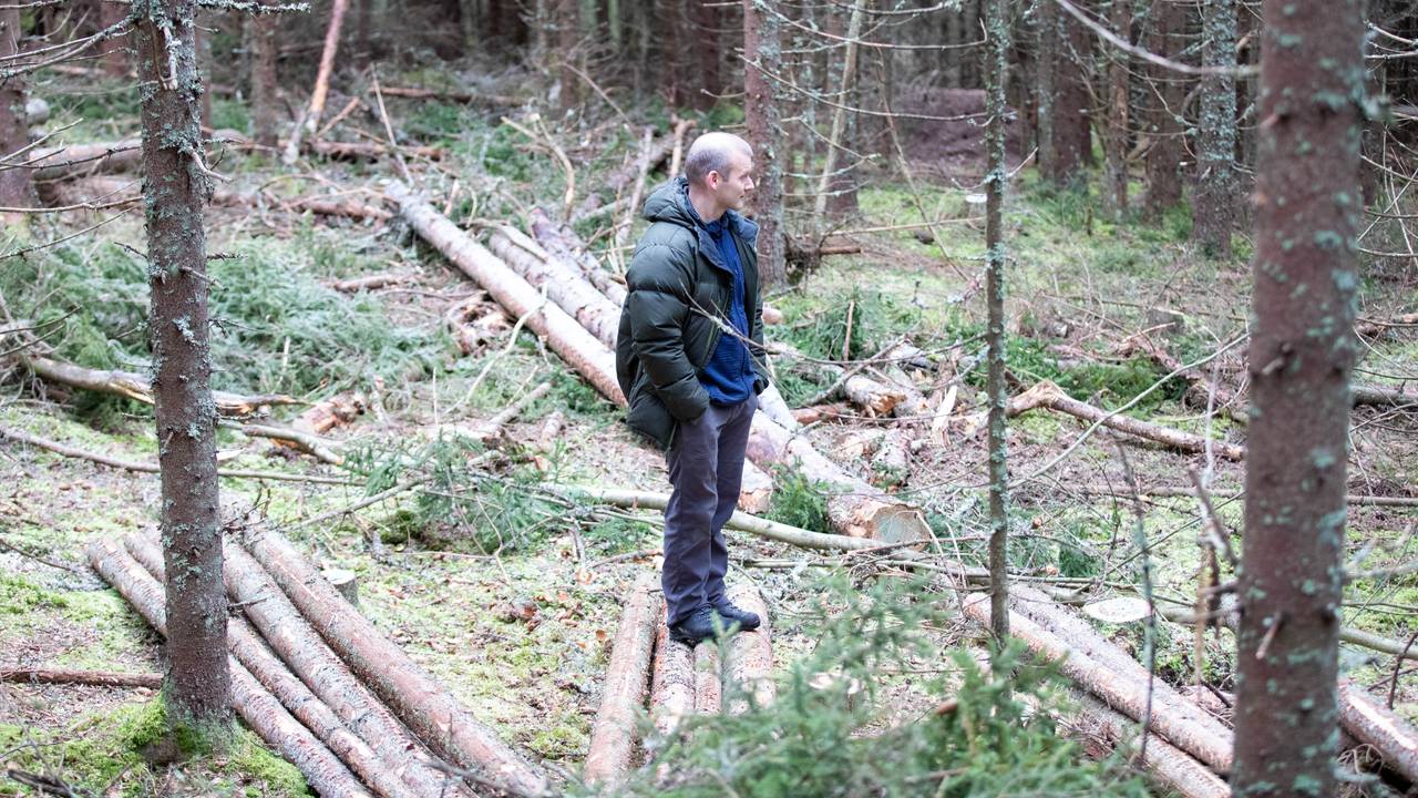 skog gran rasmus astrup nibio