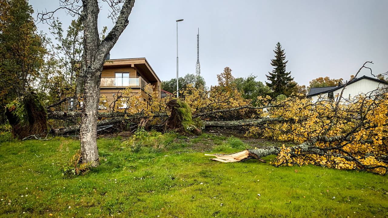 Tre trær i vinden